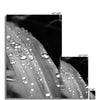 Droplets Fine Art Print