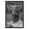 Elephant Framed Canvas