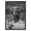 Elephant Framed Canvas