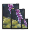 Bee Business Framed Canvas