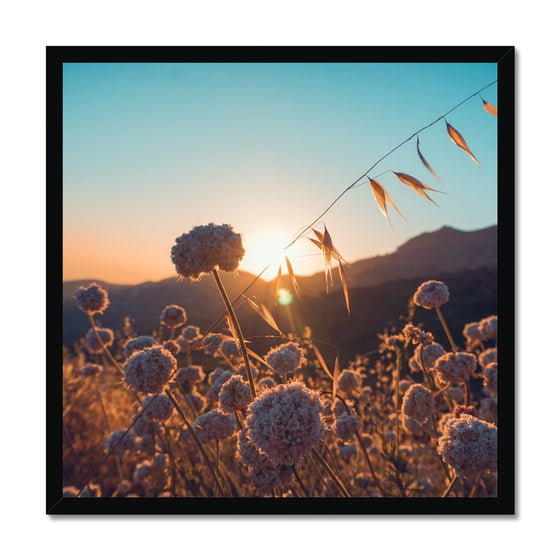 Summer Solstice Framed Print