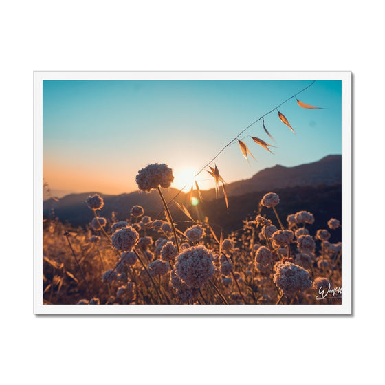 Summer Solstice Framed Print