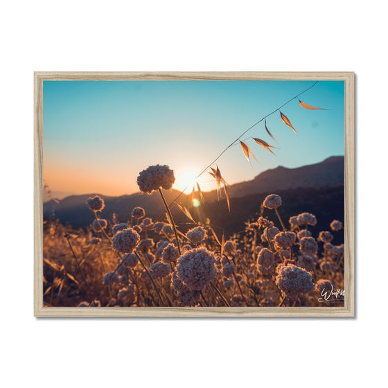 Summer Solstice Framed Print