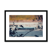  Hummingbird Framed & Mounted Print