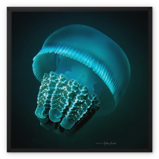 Jellyfish  Framed Canvas