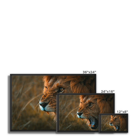 The Lion's Rawr  Framed Canvas