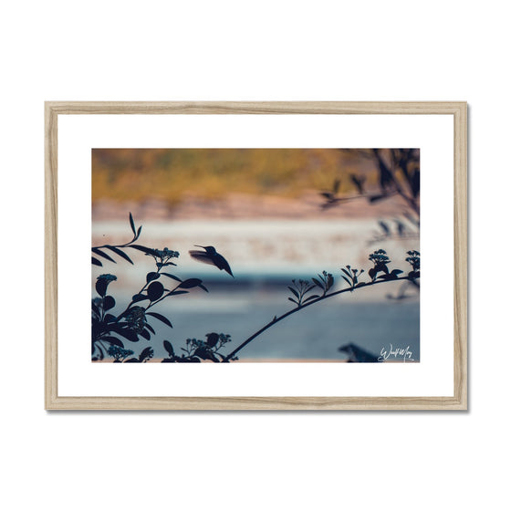 Hummingbird Framed & Mounted Print